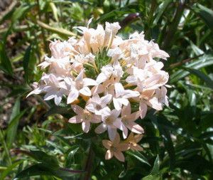 Collomia grandiflora Beyaz İri Çiçekli Floks Çiçeği(200 tohum)