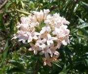 Collomia grandiflora Beyaz İri Çiçekli Floks Çiçeği(200 tohum)