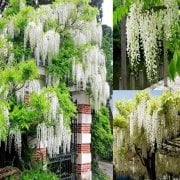 Tüplü Yoğun Kokulu Wisteria Floribunda Alba Beyaz Mor Salkım Fidanı