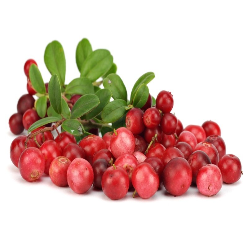 Cranberry Turna Yemişi Kırmızı Yaban Mersini Fidanı(10-20 cm)