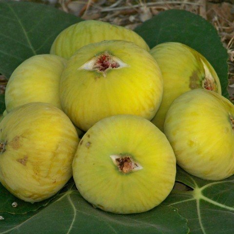 Tüplü İri Meyveli Mut Beyaz İnciri Fidanı Sofralık Kurutmalık (100-150 CM Seneye Meyve Verir)