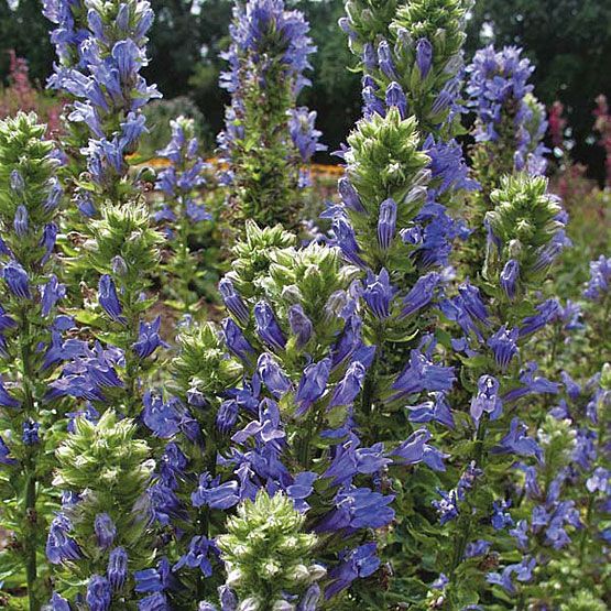 Great Blue Lobelya Çiçeği Tohumu(500 tohum)