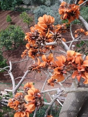 Erythrina Caffra Mercan Ağacı Fidanı Özel Çeşit(30-60cm)
