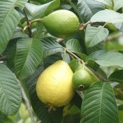 Tüplü Sarı Guava Fidanı