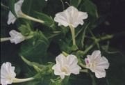Beyaz Gece(Akşam) Sefası Çiçeği Tohumu(40 tohum)