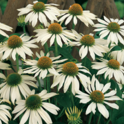 Primadonna White Beyaz Çiçekli Ekinezya Çiçeği Fidesi (5 adet)