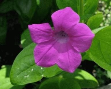 Purple Petunya Çiçeği Tohumu(100 tohum)
