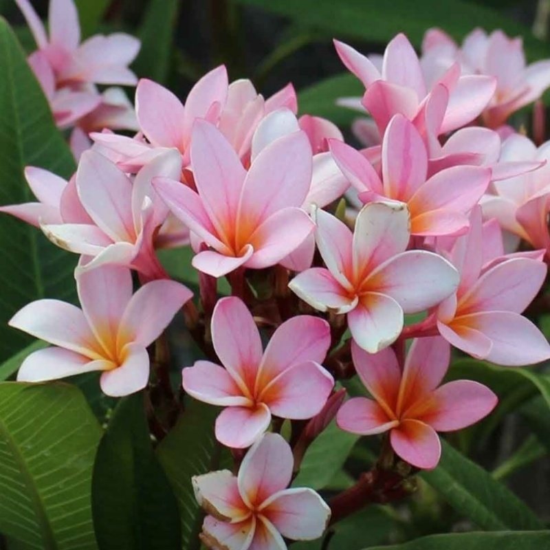 Yoğun Kokulu Gemini Plumeria Fidanı (100-200cm)