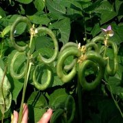 Doğal Simit Fasulye(Pretzel Bean) Tohumu(30 adet)