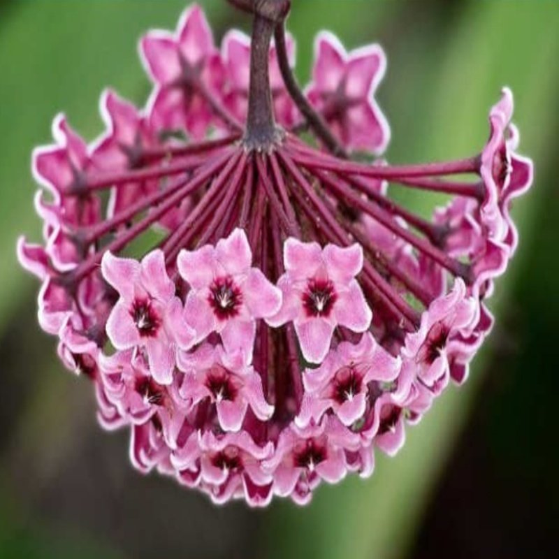 Hoya Cornosa Alacalı Yapraklı Mum Çiçeği Fidanı (80-130 cm)