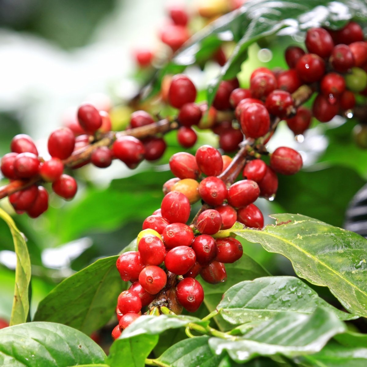 Tüplü Kendine Verimli Coffea Arabica Kahve Fidanı(8.5 Luk Lüks Saksıda) En az 8 Yavrulu