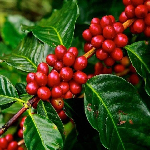 Tüplü Kendine Verimli Coffea Arabica Kahve Fidanı(5.5 Luk Saksıda)