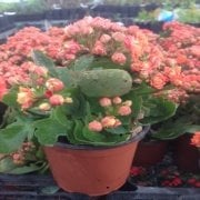 Rose Paradise Kalanchoe Kalanşo Çiçeği Fidanı