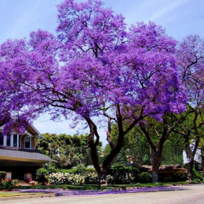 Bedava Kargo Tüplü Mor Çiçekli Yoğun Kokulu Paulownia Ağacı Fidanı(70-100 cm) 4 adet