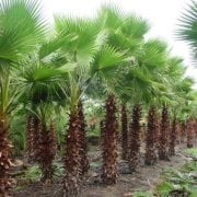 Tüplü Washingtonia Robusto Palmiye Ağacı Fidanı (40-60 cm) 5 adet