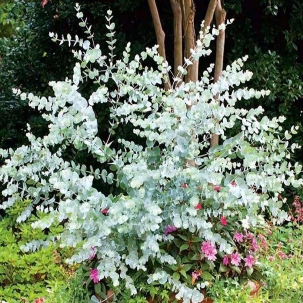 Tüplü Mavi Yapraklı Hızlı Büyüyen Okaliptus Ağacı Fidanı (20-50 CM)