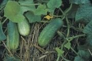 Doğal Calypso Salkım Salatalık Tohumu (20 tohum)