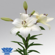 Adoration Zambak Soğanı Beyaz Çiçekli Zambak Soğanı (2 adet)