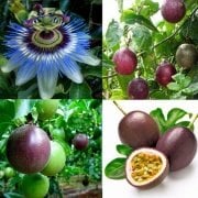 Passiflora Edulis Maruçya Tohumu (30 adet)