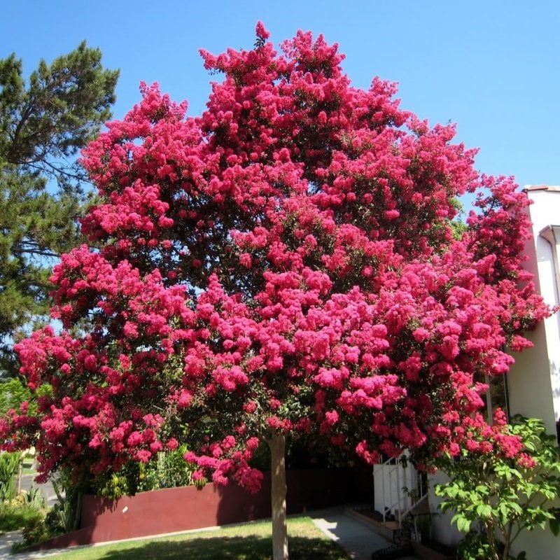 Tüplü Pembe Renkli Oya Ağacı Fidanı (70-90 cm)