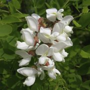 Yoğun Kokulu Beyaz Çiçekli Akasya Tohumu (5 tohum)