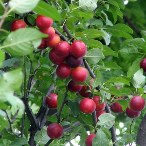 Tüplü Cherry Plum Nadir Mini Meyveli Kiraz Eriği Fidanı