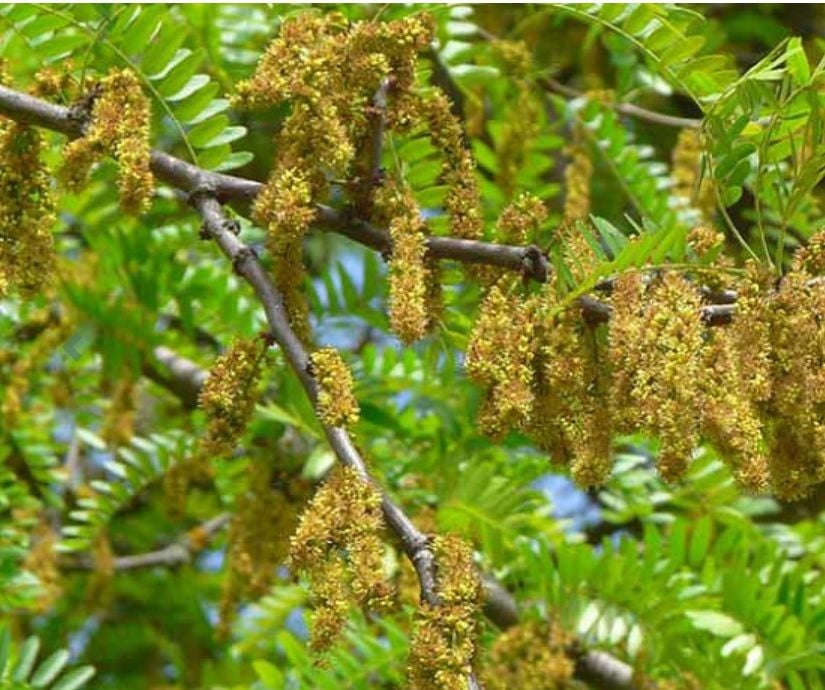 Gleditsia Triacanthos Gladiçya Ağacı Tohumu (5 tohum)