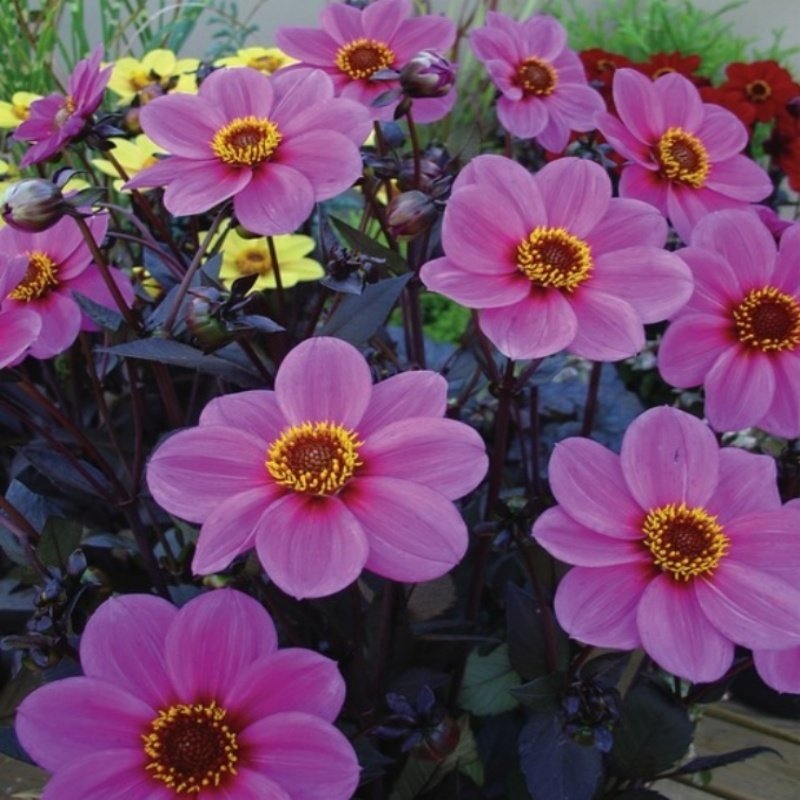 Miracle Bodur Mignon Purple Dahlia Yıldız Çiçeği Tohumu (80 tohum)