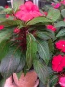 Red Warm Cam Güzeli Çiçeği Fidanı