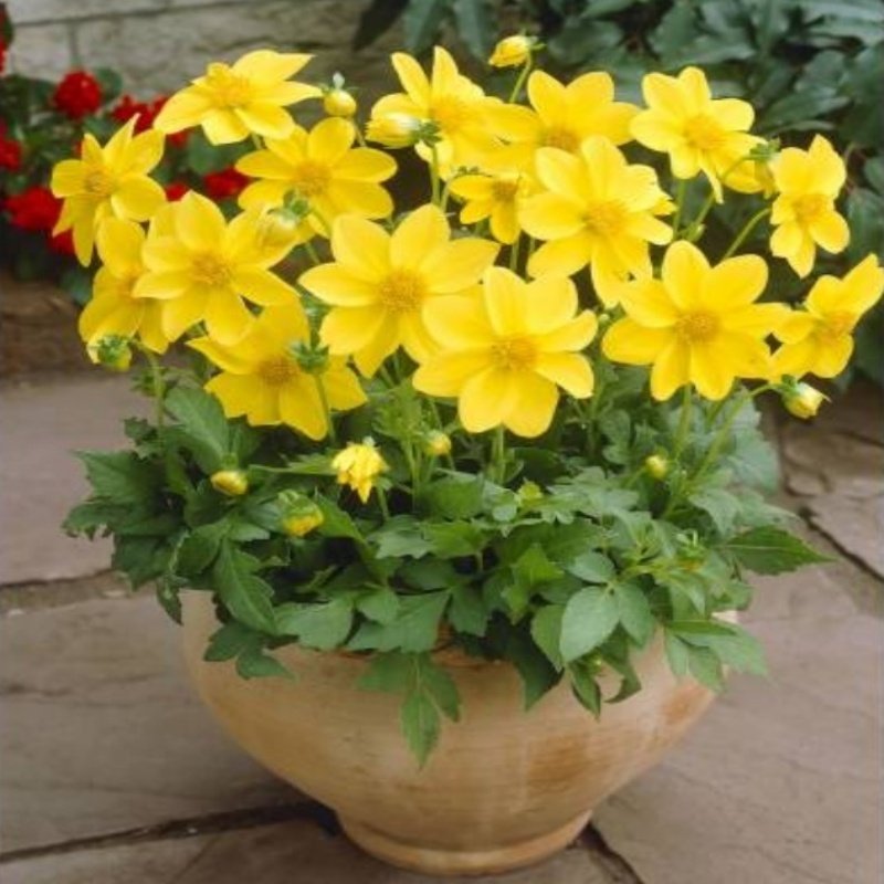 Miracle Bodur Mignon Yellow Dahlia Yıldız Çiçeği Tohumu (80 tohum)