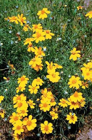 Sarı Papatya Çiçeği Tohumu(50 tohum)