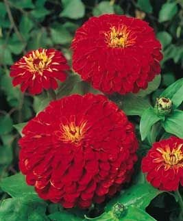 Kırmızı Kraliçe Zinya(Kirli Hanım) Çiçeği Tohumu(50 tohum)