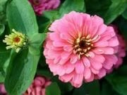 Pembe Renkli Zinya Çiçeği Tohumu(50 tohum)
