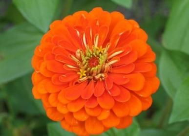 Elegans Portakal Renkli Zinya(Kirhi Hanım) Çiçeği Tohumu(50 tohum)