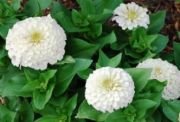 Kar Beyazı Zinya(Kirli Hanım) Çiçeği Tohumu(50 tohum)