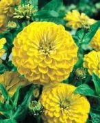 Golden Elegance Zinya Çiçeği Tohumu(50 tohum)