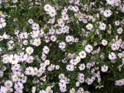Beyaz Renkli Kuğu Aster Çiçeği Tohumu(100 tohum)