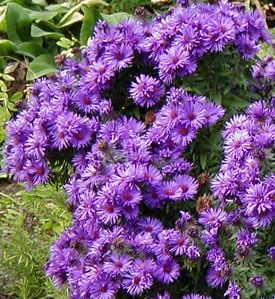 Eflatun Renkli New England Aster Çiçeği Tohumu(100 tohum)