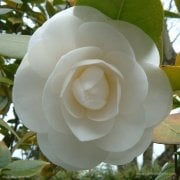 Beyaz Çiçekli Kamelya Fidanı