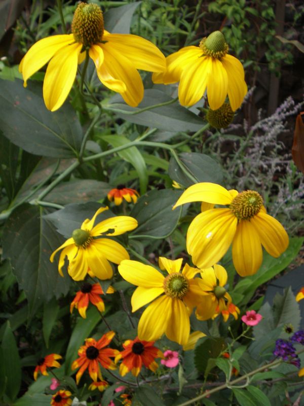 Nadir Golden Elegance Rudbekya Çiçeği Tohumu(50 tohum)