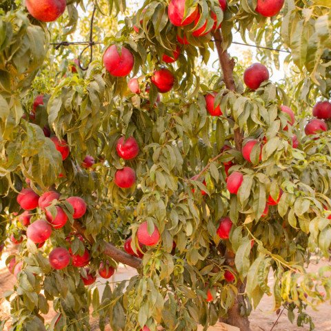 Tüplü Yarı Bodur Double Red İri Meyveli Nektarin Fidanı