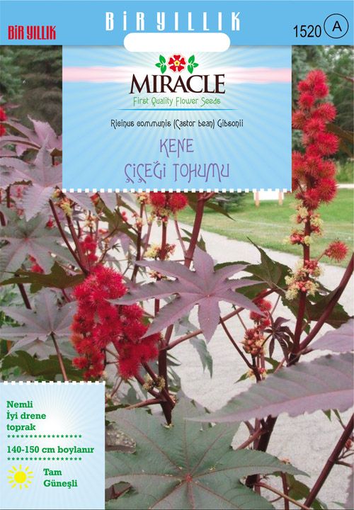 Miracle Gibsonii Kene (Castor Bean) Çiçeği Tohumu (5  tohum)
