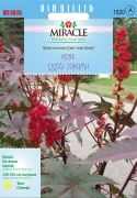 Miracle Gibsonii Kene (Castor Bean) Çiçeği Tohumu (5  tohum)