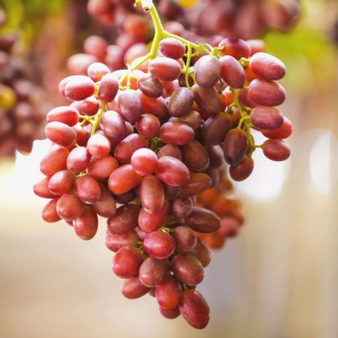 Tüplü Crimson Çekirdeksiz Üzüm Fidanı Meyve Verme Yaşında