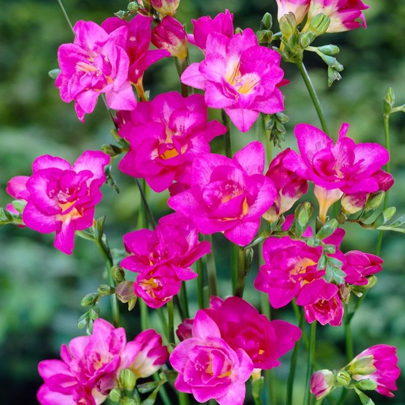 Pink Quen Pembe Frezya Çiçeği Soğanı (5 adet)