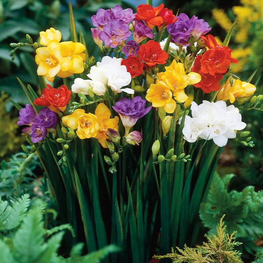 Karışık Renkli Quen Serisi Frezya Çiçeği Soğanı (5 adet)