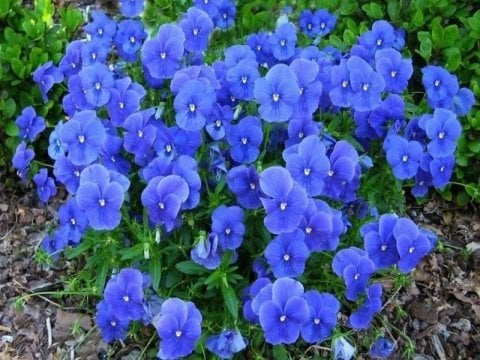 Viola Cornuta Osirus Blue Perfection Çiçeği Tohumu(100 tohum)