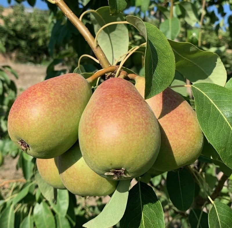 Açık Kök Coscia Precoce Armut Fidanı