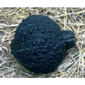 Doğal Chicago Warted Hubbard Siyah Kışlık Kabak Tohumu(10 tohum)