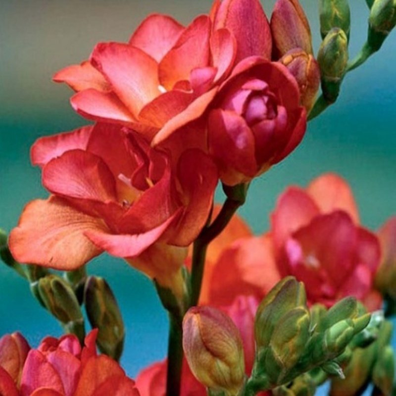 Double Red Katmerli Frezya Çiçeği Soğanı (5 adet)